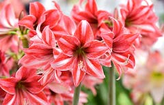 Several red and pink striped amaryllis flowers, sharp and colorful like a batch of Christmas candies