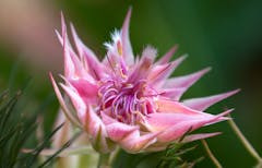 The blushing bride protea: a striking display of blushing pink petals with delicate tendrils