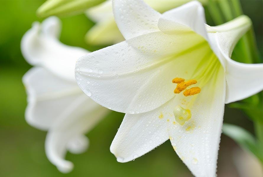 Easter Lily Plant Springfield (MA) Plant Delivery Durocher Florist