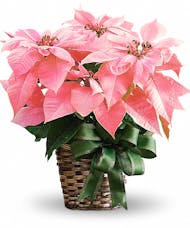 Pink Poinsettia Plant