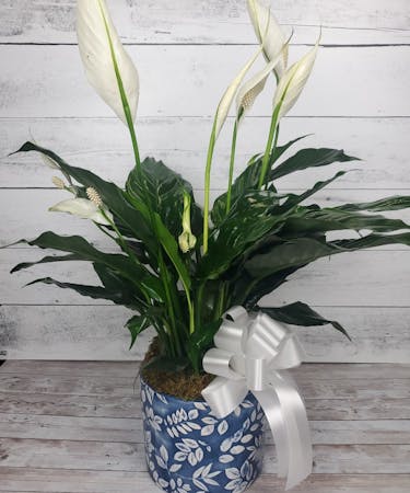 Tranquil Peace Lily- Ceramic